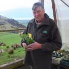 Peter Salmond holds one of Hokonui Alpines’ auriculas, one of this year’s big sellers. Photo:...