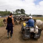 The dairy industry employs about 35,000 people in on-farm jobs in New Zealand. About 3800 of the...