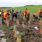 Environmental restoration efforts have been lauded by the Green Party. Photo: SRL files