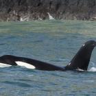 A pod of orca was seen around Taiaroa Head in Otago Harbour on Sunday afternoon. PHOTOS: SHAUN...