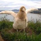 Webcam star albatross Tumanako who fledged last month. Photo: Supplied