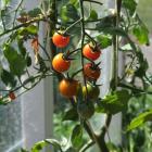Tomatoes can now be planted in unheated greenhouses. Photo: Gillian Vine