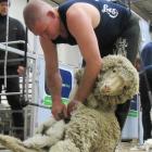 Australian shearer Damien Boyle shears his way to a seventh New Zealand Open Merino shearing...