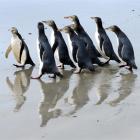 a_group_of_rescued_yellow_eyed_penguins_photo_odt__5198471f26.JPG