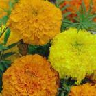 Marigolds sown under cover in August are now ready to transplant to the garden. Photo: Supplied