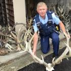 Senior Constable Murray Hewitson with several deer antlers seized at a Dunedin property. Photo:...