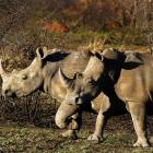Rhinos are seen at the Mafikeng Game Reserve in the North West province. Photo: Reuters