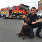 Firefighter Joe Begley with vizsla-cross dog Walter at Dunedin City Station. PHOTO: SHAWN MCAVINUE