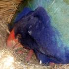 A takahe chick pokes its beak out from under its mother shortly after hatching last week. PHOTO:...