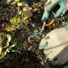 A wonder weeder makes hand weeding easier by hooking the plant's roots. Photo by Gregor Richardson.