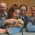 Bun Bun La Hop the rabbit enjoys the attention of St Hilda’s Collegiate pupils (from left) Stella...