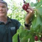 Jackson Orchard staff member Lindsay Reid picks the first cherries of the season at Jackson...