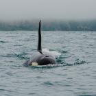 An orca heads towards the kayak of Chris McCormack in Otago Harbour on Saturday. PHOTOS: CHRIS...