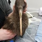 A dozy Tawahi comes round from the operation. Photo: Supplied