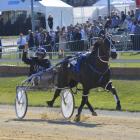 Lazarus wins his second New Zealand Cup at Addington today for driver Mark Purdon. Photo: JONNY...