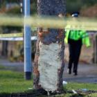 Police tape surrounds a tree damaged when a stolen car crashed into it. Photo: Reuters