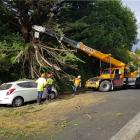 Contractors clear a branch which fell and blocked the road in Strathmore Cres, Dunedin, yesterday...