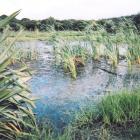 A waterway at Wilson Rd Auckland shows the effects before...