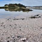Low tide at Andersons Bay Inlet shows the extent of a ‘‘white krill’’ stranding yesterday. Photos...