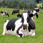 Dairy farming, the dominant producer of greenhouse gases in New Zealand, will continue to have a...