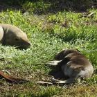 First-time mother sea lion Gail keeps an eye on her pup, which was born last Sunday.PHOTO: SUPPLIED