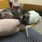 Staff at the West Coast Wildlife Centre arrived at work on Christmas Day to find ‘‘Eggnog’’ a...