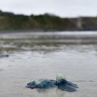 Bluebottles  lie at Blackhead Beach on Tuesday. Photo: Peter McIntosh