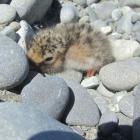  A black fronted tern chick on one of the Waitaki islands in summer this year. Photo: Ann...