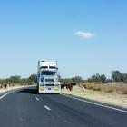 Truck road, cows. Getty Images