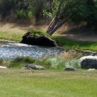 An uprooted tree on the edge of a water feature on Briar Cres. Photo: Tracy Carden