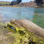 An elephant seal lies in the shallows of the Kakanui River on Monday, about 200m up the walking...