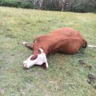 The cattle which was shot near Henley. Photos: Joshua Adam