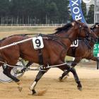 Driver Matthew Williamson looks across to check that Delishka has the runner-up, Royal Bengal,...