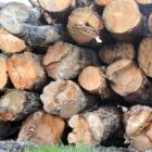 Higher forestry prices are helping the primary industry outlook. Photo: ODT.