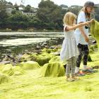 Tigerlily (5) and Carmela (9) Milner-Novak are intrigued by the extensive algae in and around the...