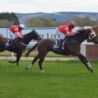 Mr Typhon and jockey Marco Chui finish boldly to win the 800m maiden at Wingatui yesterday. Photo...