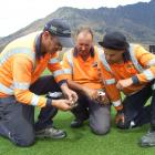 Checking a core sample from the wicket block at Queenstown's John Davies Oval on Tuesday are ...