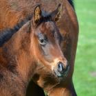 This Ghibellines-Turn The Page colt, pictured in September 2016 at 2 weeks old, heads to the...