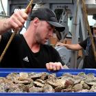 Crew aboard Golden Lea unload this year's first haul of Bluff oysters, in Bluff yesterday. Photo:...