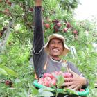 Robson Bihu picks red delicious apples from a block in the Remarkable Orchard at Roxburgh East....
