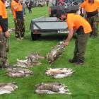 Members of the East West Bunny Boppers, of Greymouth, line up their rabbits at the end of the...