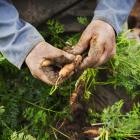 Carrots, being cold-tolerant, can be left in the ground until August. Photo: Getty Images