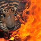 Evidence of preserved tigers burned for destruction at the Office of Natural Resources...