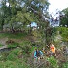 Te Kakano volunteer Anna Brent (far left) works beside Queenstown Lakes District Council parks...