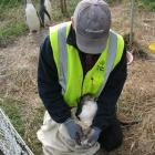 South Otago Forest &amp; Bird committee member Jim Young feeds a baby yellow-eyed penguin during...