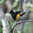 A male hihi or stitchbird perches on a branch. PHOTO: ALEX KNIGHT