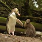 Moeraki's yellow-eyed penguin colony was among the hardest hit by avian malaria, which had not...