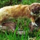 The success of trapping operations for pests such as stoats has been described as ``fantastic''....