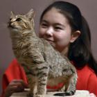 Tara Price (13) of Dunedin with the three-legged cat Boulder on Monday. PHOTO PETER MCINTOSH