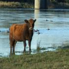 Pastoral farming areas showed concentrations of ecoli 9.5 times higher than freshwater bodies in...